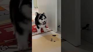 세상 무서울 게 없는 아기 댕댕이는?  #shorts #pets #cute #animals #허스키