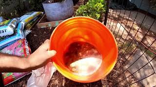 You still buying bottled nutrients? How to make HOME MADE ORGANIC Liquid FERTILIZERS