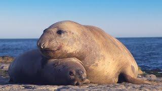 Explore The Wonders Of Patagonia | The Wild Place | BBC Studios