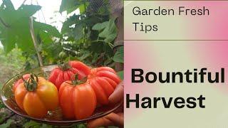 SECRETS TO A BOUNTIFUL TOMATOES HARVEST/GARDEN FRESH TIPS