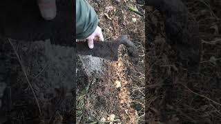 Знайшов металошукачем вінтажну пилку! #Shorts
