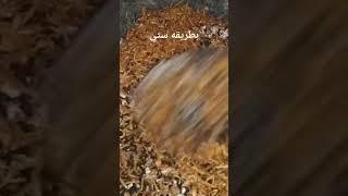 تخليل الليمون بطريقه زمان