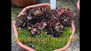 Sempervivum im Januar - keine Sorgen machen