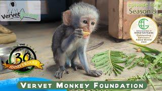  Little Monkey's Journey: From Fear to Finding a Home 