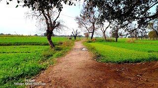 Punjab Village  Tour After Rain | Pakistan Village Life