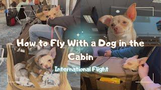 How to Fly With a Dog in the Cabin: Tips From our Experience. International Flight. #CDMX #traveldog