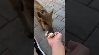 Кашку малышу #hunting #собака #лесной #кабан #животные #animals #labrador #fishing