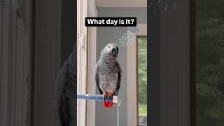 Symon says: Of course I know what day it isIt’s shower day#showerday #parrot  #cleanparrot #bird