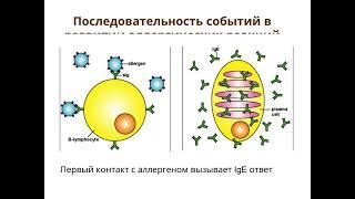 Патофизиология внешнего дыхания