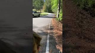 Wild GG in the wood