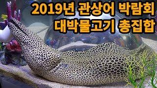 2019년 관상어 박람회~ 대박물고기 총집합 구경하세요!