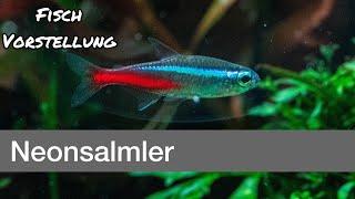 Neonsalmler - Paracheirodon innesi | Liquid Nature Fisch Vorstellung