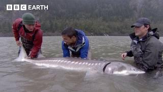 7-Foot Sturgeon Caught AND Released | BBC Earth Explore