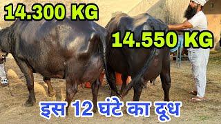 Live 3rd Milking  Guruwali Farm, Amritsar(Punjab). Super Quality 20 Buffaloes at Farm