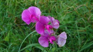 The Sights, Sounds and Delights of Somersham Local Nature Reserve