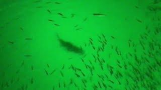 Green Blob Underwater Fishing Light causes Bass Fishing Frenzy!