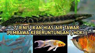 8 JENIS - JENIS IKAN HIAS AIR TAWAR  PEMBAWA KEBERUNTUNGAN