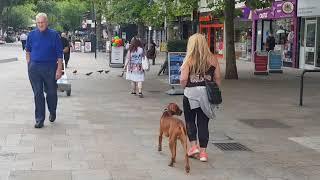 11 month old hungarian vizsla, Ziggy! Check out this dog!