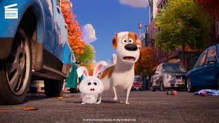 The Secret Life of Pets: Animal Control Pursuit (HD CLIP)