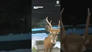 Woman uses security camera to shoo away buck from front door