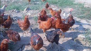 Free Range Chicken Farming