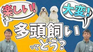 【犬との暮らし】多頭飼いについて