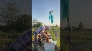 Поздний рой удивляет! Отличное развитие!