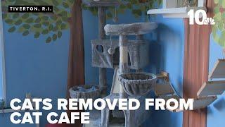 Rhode Island SPCA removes cats from Tiverton cat cafe