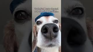 POV: he made it out of the animal testing labs #shorts #funnydog