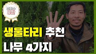 나무왕이 추천하는 생울타리  4가지 - 침엽수편