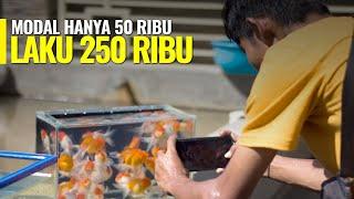 BERAWAL DARI UANG Rp.50.000 PEMUDA INI BERANI KEMBANGKAN BISNIS IKAN MAS KOKI! || GOLD FISH