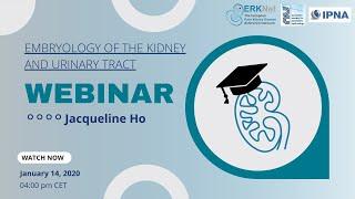 Embryology of the Kidney and Urinary Tract - ERKNet/ESPN/IPNA Webinar with Jacqueline Ho