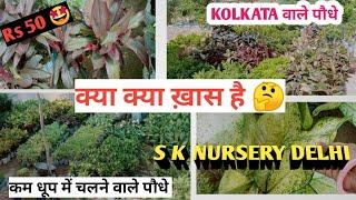 You should buy from nursery/Make your garden colourful / S K Nursery Delhi