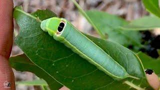 CYCLOPS CATERPILLAR! MOTH LARVAE THAT USE MIMICRY AS A DEFENSE STRATEGY