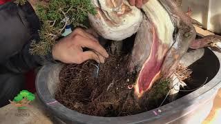 During apprenticeship of Andrei Bessonov/Making bonsai by Master Kimura Part4 5
