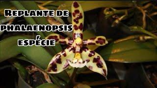 REPLANTE DE PHALAENOPSIS ESPECIES