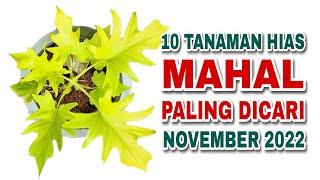 10 Tanaman Hias Mahal Paling Dicari di Bulan November 2022