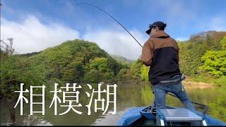 【相模湖】デカくて気難しいバスを釣りたいんです！！