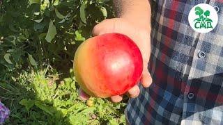 Осенний сорт яблони ЖИГУЛЕВСКОЕ. Крупные, нарядные плоды приятного вкуса.