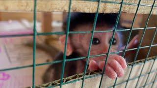 cute baby monkey again in his cage during the day