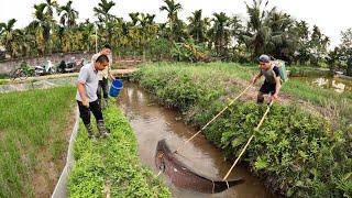 QUYEN FISHING71 | Hunting big fish in the drainage ditch.