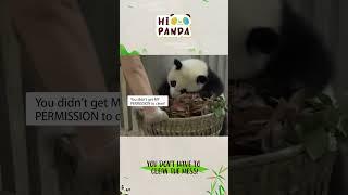 You don't have to clean the mess! #panda #熊猫 #shorts 【欢迎订阅MIGU Panda官方频道】