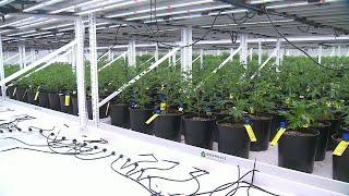 Missouri grants St. Louis company license to begin manufacturing medical marijuana