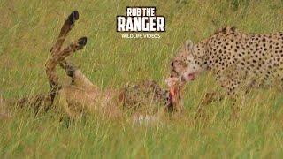 Cheetah Coalition Feast On A Topi | Maasai Mara Safari | Zebra Plains