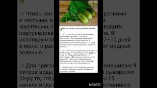 советы агронома по выращиванию огурцов.