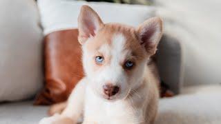 First Week with a Husky Puppy (7 weeks old)