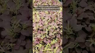 Микрозелень у вас дома - живая аптека! #зелень, #ПП