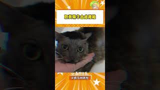 我嘞个合成大丑#神奇动物在抖音 #猫咪 #万万没想到#shorts