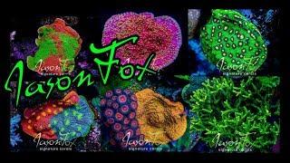 Visiting The Coral Farm of Jason Fox Signature Corals