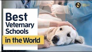 7 Best Vet Schools in the World 2022